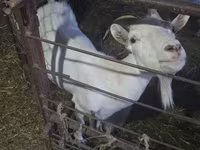 Ziege, Saanen goat — Foto 4