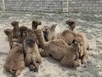 母骆驼, Kazakh Bactrian camel — 照片 3