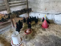Australorp — foto 4