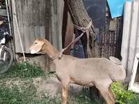 Carnero, Edilbay sheep — foto 6