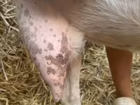 母山羊, Saanen goat — 照片 7