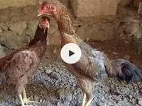 Chickens — foto 3