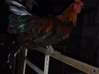Chickens — الصورة 3