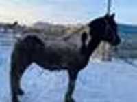 Айғыр, Yakutian horse — 6-сурет