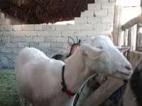 Ziege, Alpine goat — Foto 3