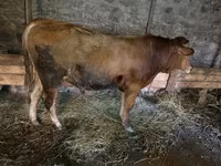 मवेशी (लॉट, लिंग निर्दिष्ट नहीं), मवेशी — फ़ोटो 1