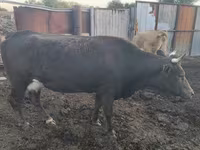 بقرة, Simmental cattle — الصورة 4