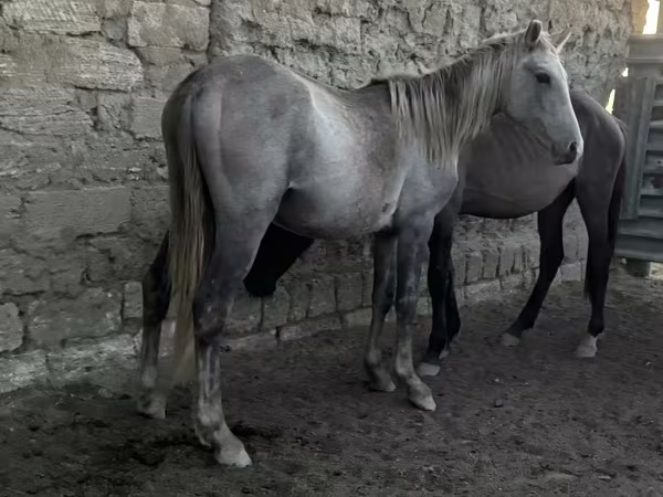 فرس, الخيول