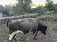 सांड, मवेशी — फ़ोटो 5