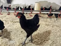 Australorp — foto 5