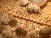 Chickens — Foto 2