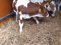 Toro, Simmental cattle — foto 1