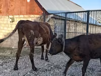 بقرة, Simmental cattle — الصورة 7