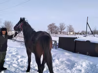 حصان, Arabian horse — الصورة 2