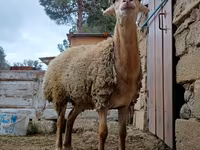 母羊, Sheep — 照片 6
