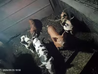 Schweine (Partie, Geschlecht nicht angegeben), Schweine — Foto 1