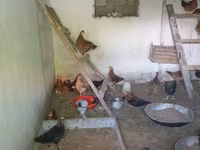Chickens — foto 3
