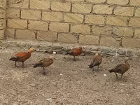 Ducks — foto 2