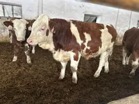 Buğa, Simmental cattle — foto 2