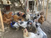 Chickens — الصورة 2