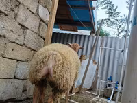 母羊, Sheep — 照片 7