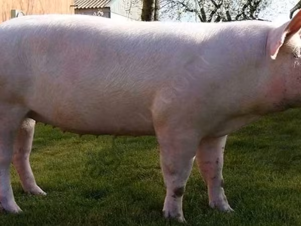 सूअर (लॉट, लिंग निर्दिष्ट नहीं), सूअर