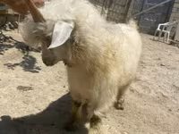 Cabra, Angora goats — foto 4