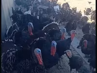 Turkeys — photo 2