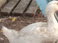 Ducks — 1-сурет