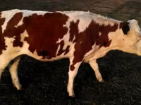 公牛, Swiss cattle — 照片 3