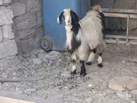 Cabro, Cabras — foto 1