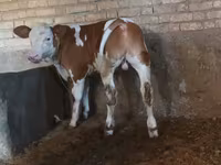 Bulle, Simmental cattle — Foto 4