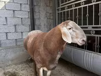 Carnero, Arashan sheep — foto 2