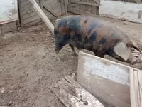 Boar, Pigs — photo 5