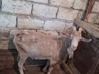 Ziege, Saanen goat — Foto 1