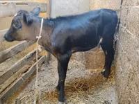 Kuh, Aberdeen-Angus — Foto 2
