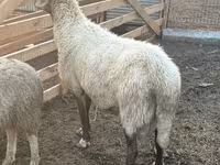 公羊, Sheep — 照片 2