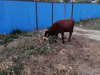 Kuh, Latvian Blue cattle — Foto 4