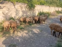Ovejas (lote, sexo no especificado), Ovejas — foto 4