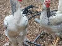 Chickens — الصورة 2
