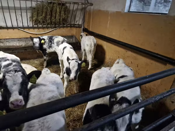 Rinder (Partie, Geschlecht nicht angegeben), Russian Black pied cattle