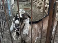 عنزة, Nubian Goat — الصورة 1