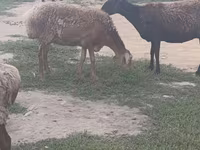 Schaf, Arashan sheep — Foto 4