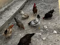 Chickens — 1-сурет
