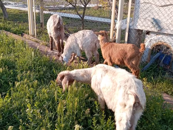 Cabra, Cabras