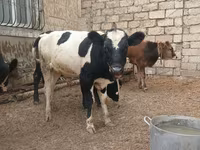 Bulle, Russian Black pied cattle — Foto 8