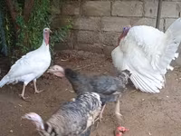 Turkeys — الصورة 2