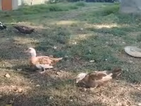Ducks — الصورة 2