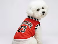 İtlər üçün basketbol forması (Chicago 23) – (5.9 – 9.1 kq) İtlər üçün — Foto 1