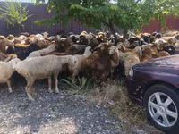 Carnero, Ovejas — foto 4